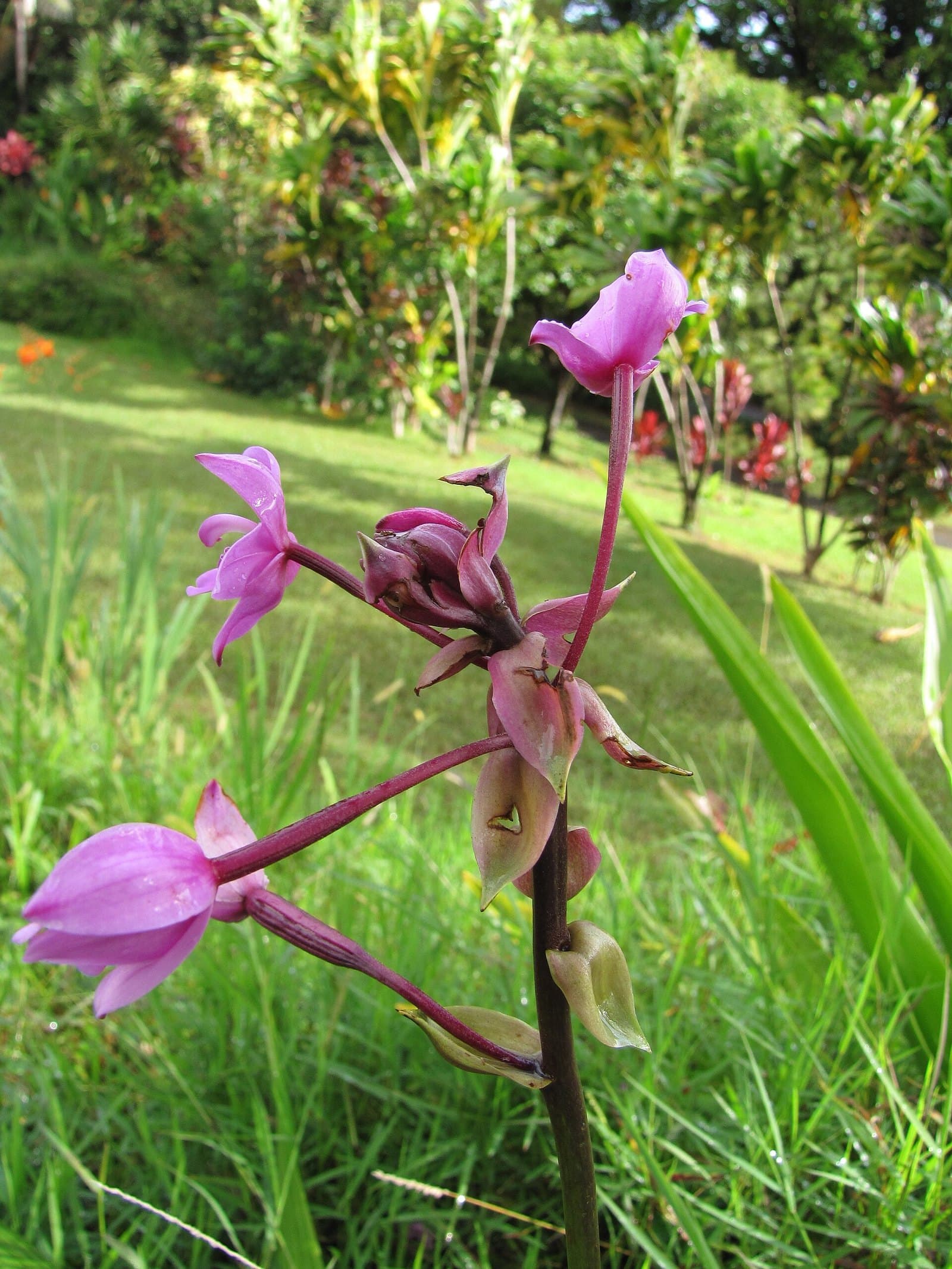 Orchids at Garden of Eden, Maui