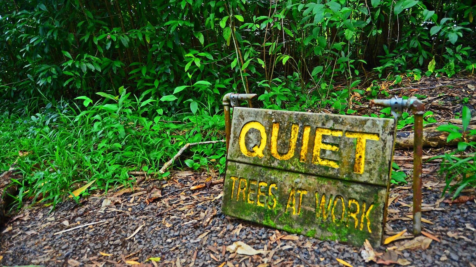 Quiet Trees at Work sign at Kaumahina State Wayside